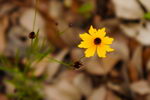 Coreopsis Gladiata